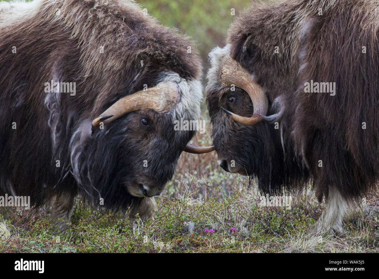 Muskox sparring Stock Photo