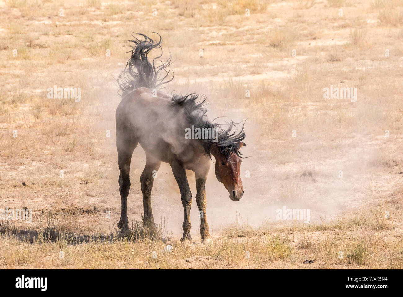 Horse shaking dust hires stock photography and images Alamy
