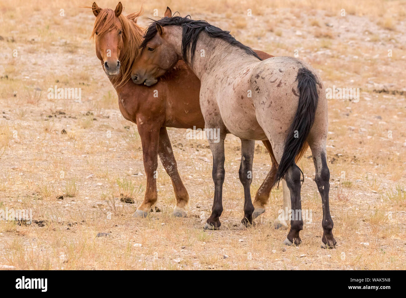 USA, Utah, Tooele County. Wild horse stallions close-up. Credit as: Cathy and Gordon Illg / Jaynes Gallery / DanitaDelimont.com Stock Photo