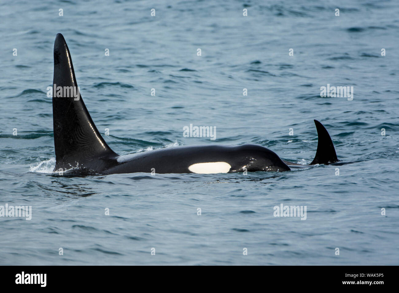 Killer whale or orca pod (Orcinus orca), Resurrection Bay, Kenai Fjords ...