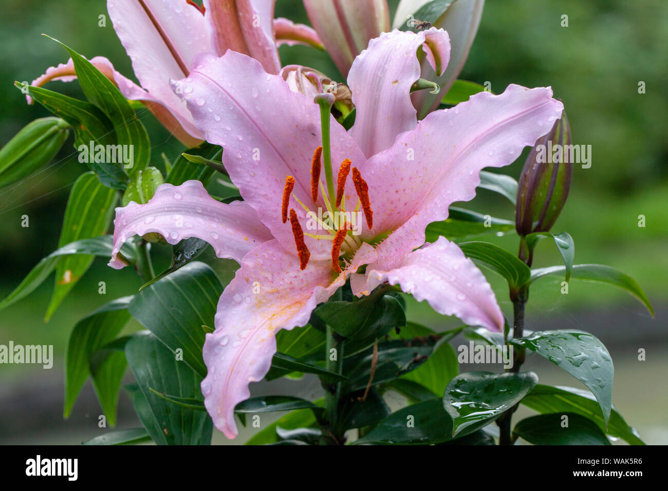 Pink Lily lillies, blooming.Symbolizing humility and devotion, lilies ...