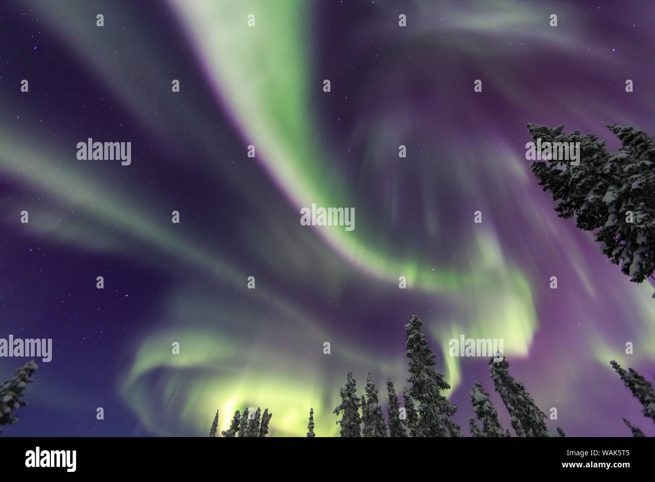 Aurora borealis, Northern Lights, near Fairbanks, Alaska Stock Photo