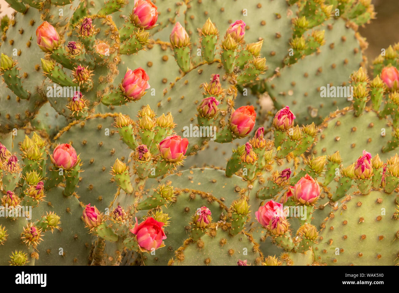 USA, Arizona, Sonoran Desert. Prickly pear cactus blossoms. Credit as: Cathy and Gordon Illg / Jaynes Gallery / DanitaDelimont.com Stock Photo