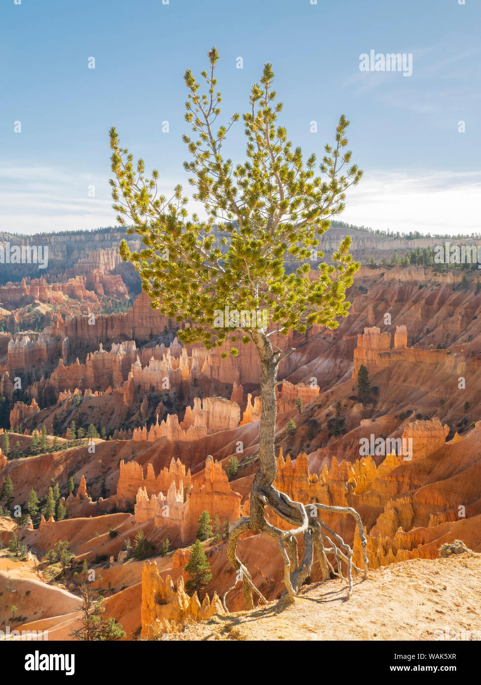 USA, Utah. Bryce Canyon National Park, Limber Pine tree and canyon view Stock Photo