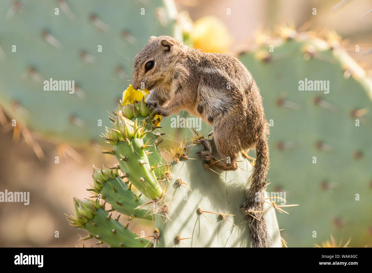 USA, Arizona, Desert Botanic Garden. Harris's ground squirrel feeding on prickly pear cactus blossom. Credit as: Cathy and Gordon Illg / Jaynes Gallery / DanitaDelimont.com Stock Photo