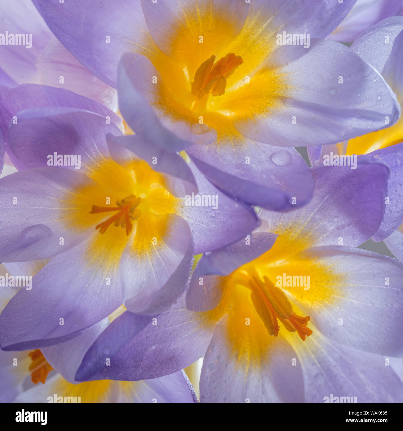 USA, Washington State, Seabeck. Crocus blooms close-up. Credit as: Don Paulson / Jaynes Gallery / DanitaDelimont.com Stock Photo