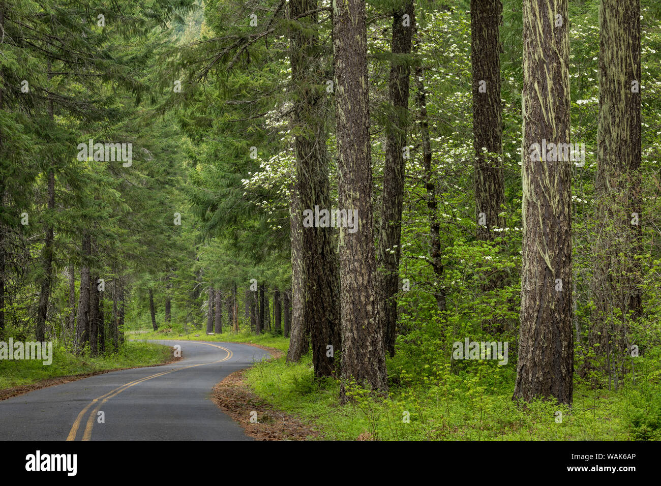USA, Washington State, Gifford Pinchot National Forest. Road through