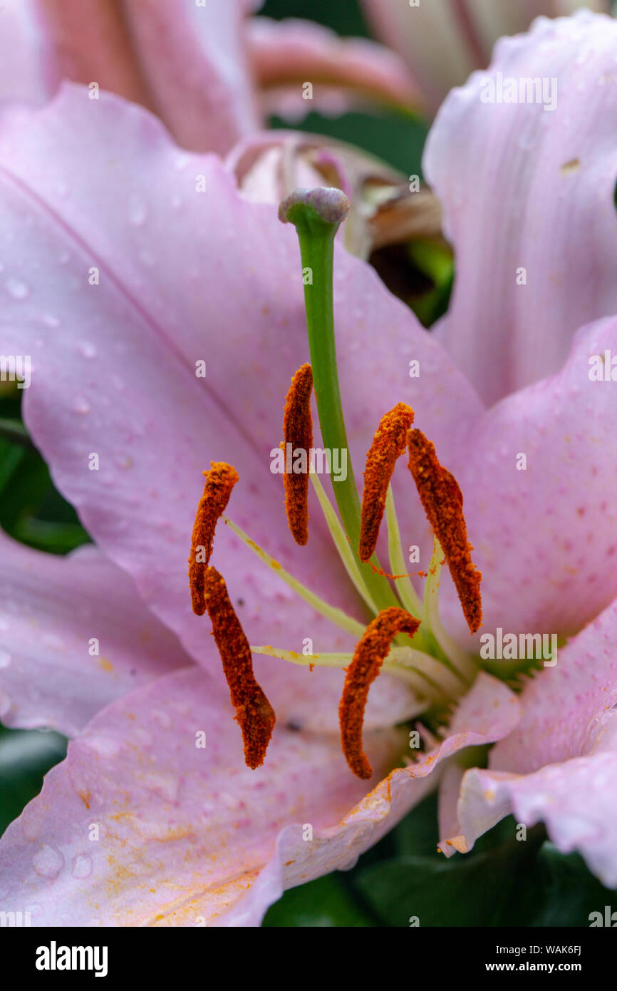 Pink Lily lillies, blooming.Symbolizing humility and devotion, lilies are the 30th anniversary flower Stock Photo