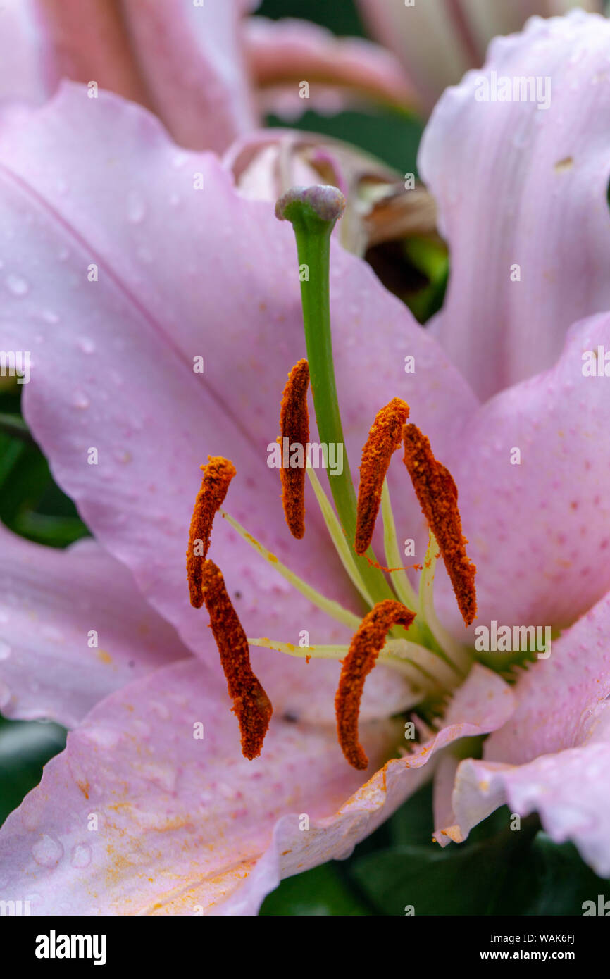 Pink Lily lillies, blooming.Symbolizing humility and devotion, lilies ...