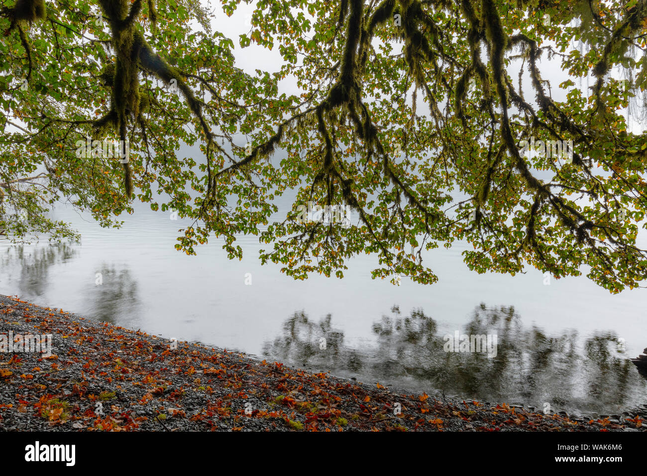 USA, Washington State, Olympic National Park. Bigleaf maple tree overhanging Lake Crescent. Credit as: Don Paulson / Jaynes Gallery / DanitaDelimont.com Stock Photo