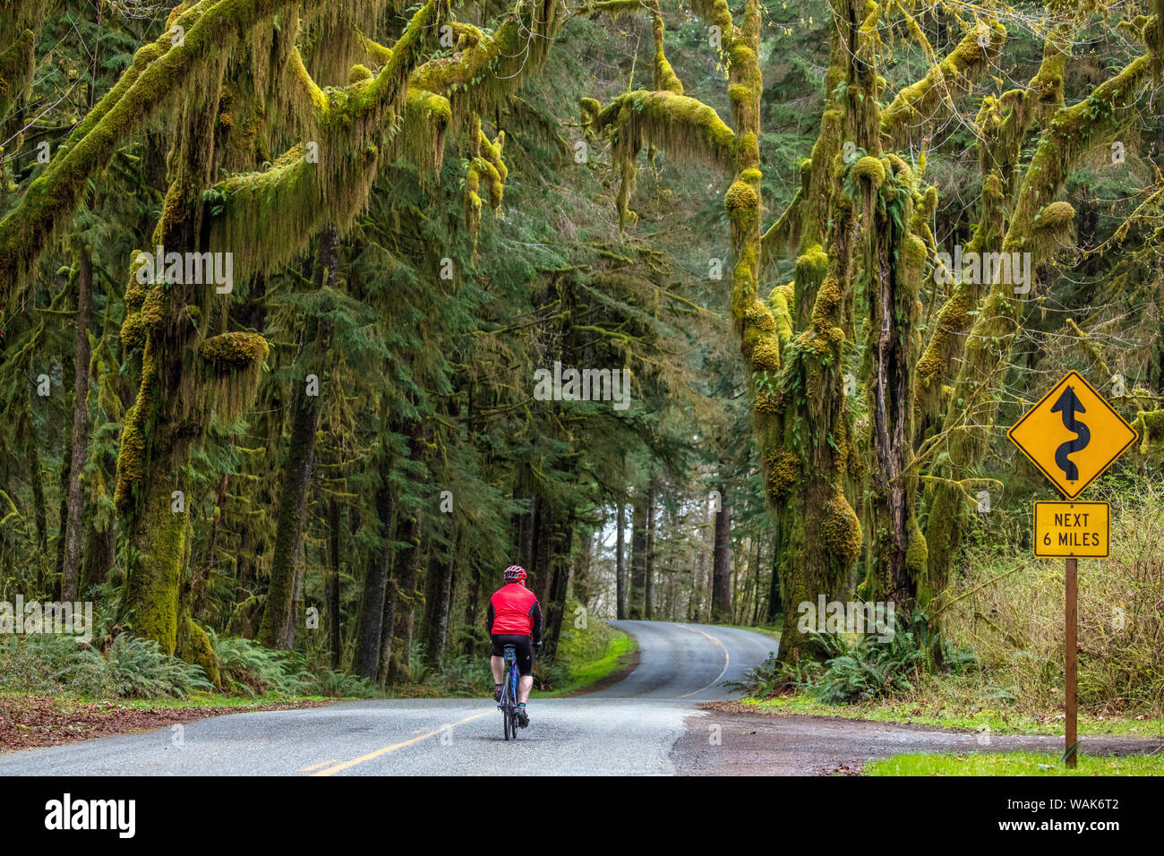 Road bicycling on the Hoh Road in Olympic National Forest, Washington State, USA (MR) Stock Photo