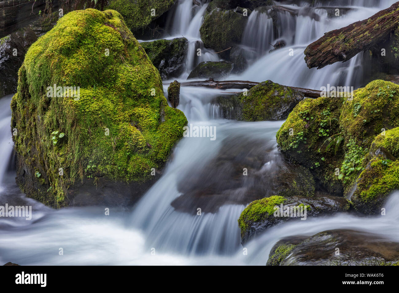 Merriman Falls in the Olympic National Forest, Washington State, USA Stock Photo