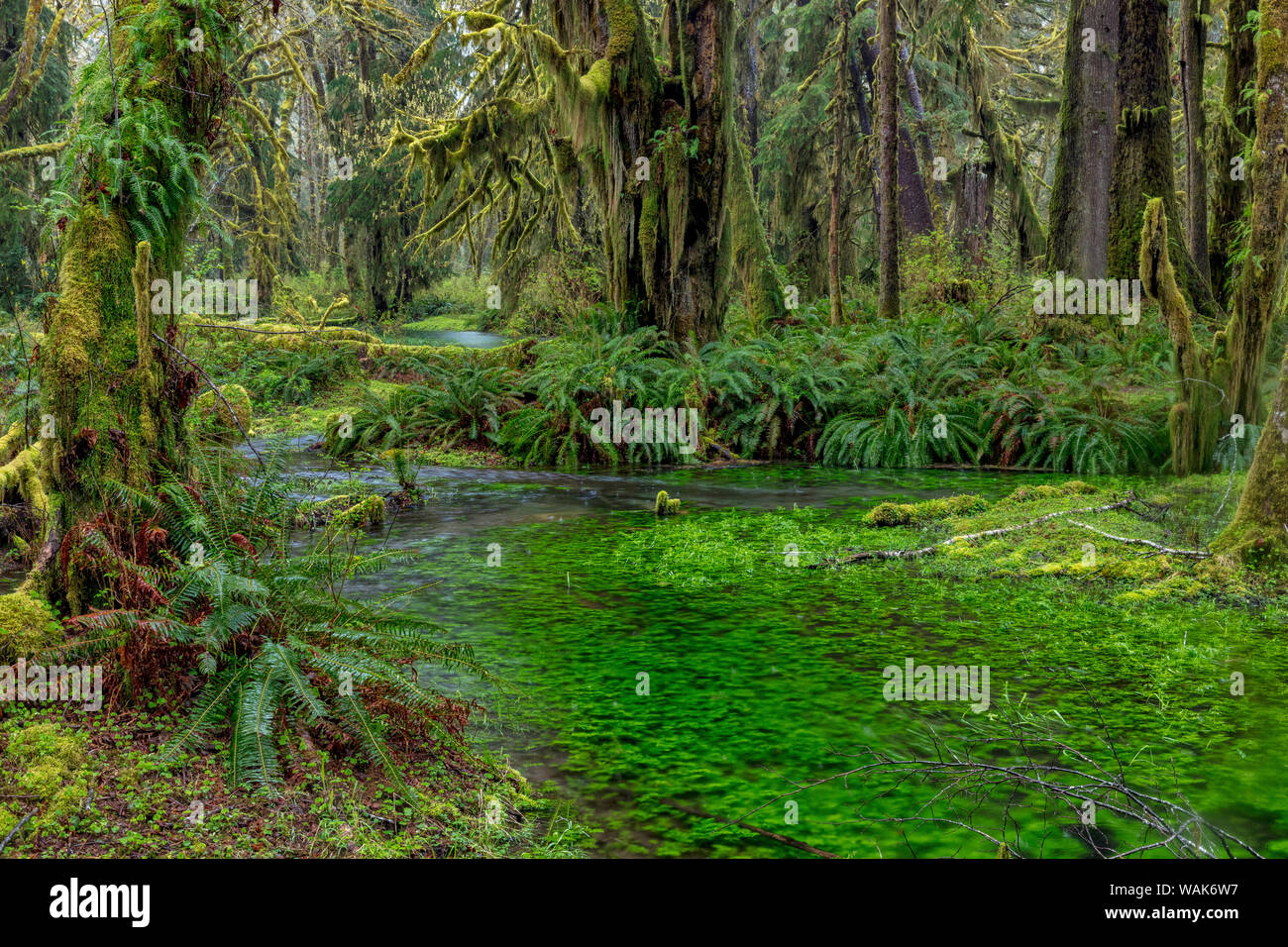 Quinault Rainforest Washington Usa Hi res Stock Photography And Images quinault-rainforest-washington-usa-hi-res-stock-photography-and-images