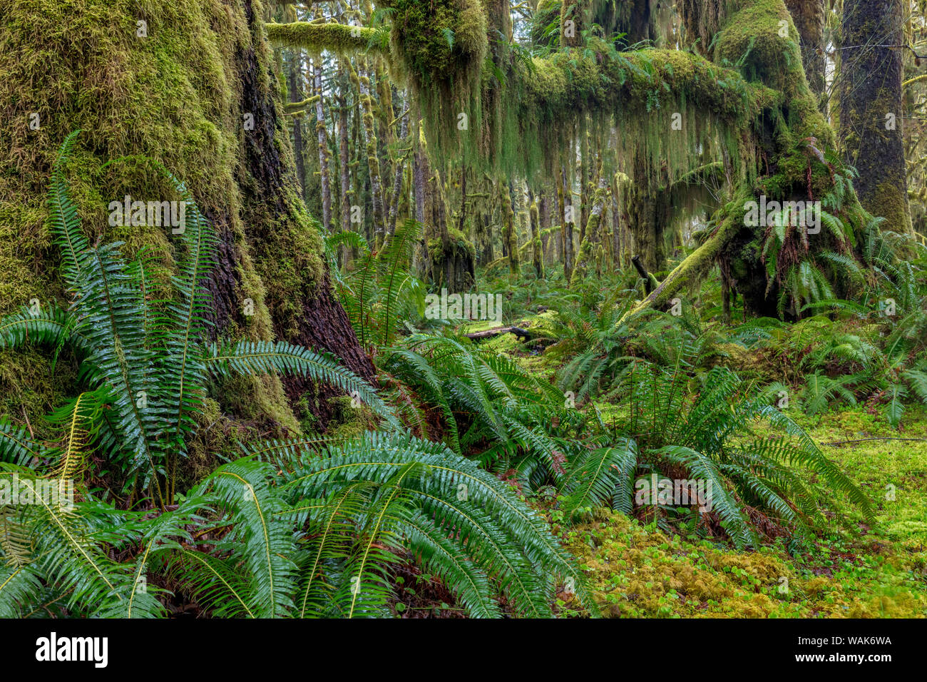 Mossy lush forest along the Maple Glade Trail in the Quinault Rainforest in  Olympic National Park, Washington State, USA Stock Photo - Alamy