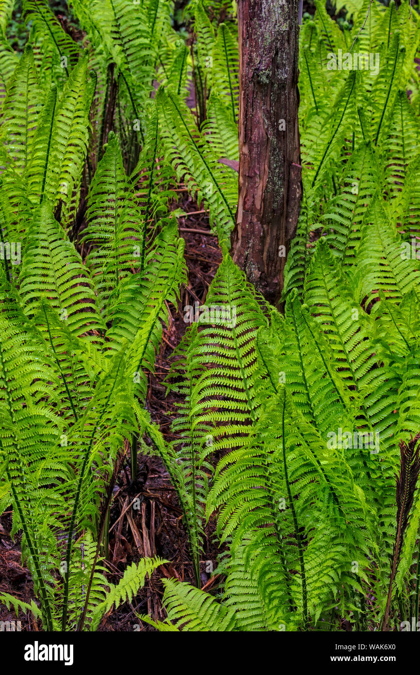 Spring ferns at the Arboretum in Seattle, Washington State, USA Stock Photo