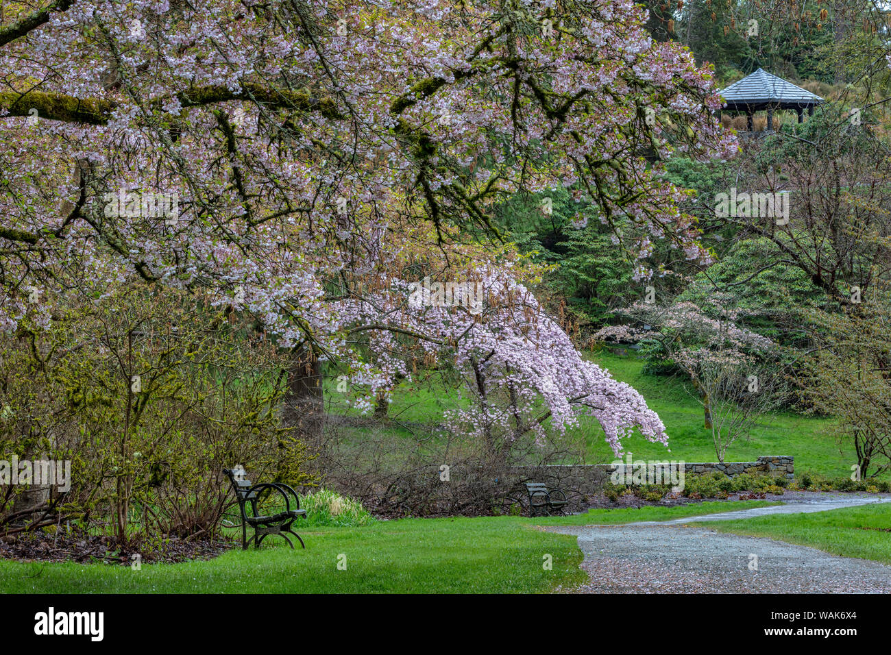 Spring bloom at the Arboretum in Seattle, Washington State, USA Stock