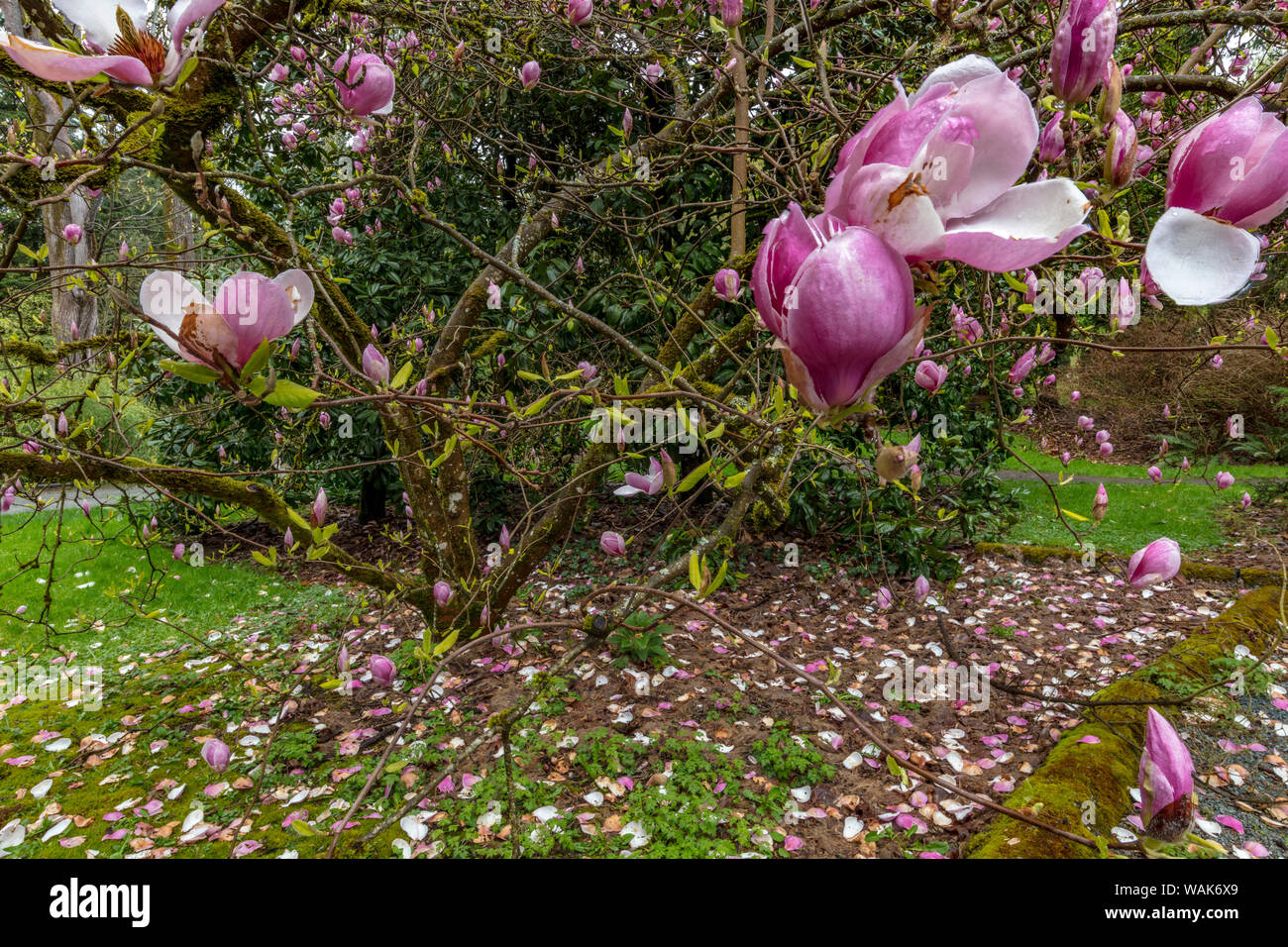 Magnolia tree in spring bloom at the Arboretum in Seattle, Washington State, USA Stock Photo