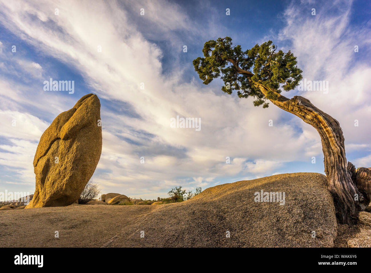 USA, California, Joshua Tree National Park. Bent tree and rock. Credit as: Jim Nilsen / Jaynes Gallery / DanitaDelimont.com Stock Photo