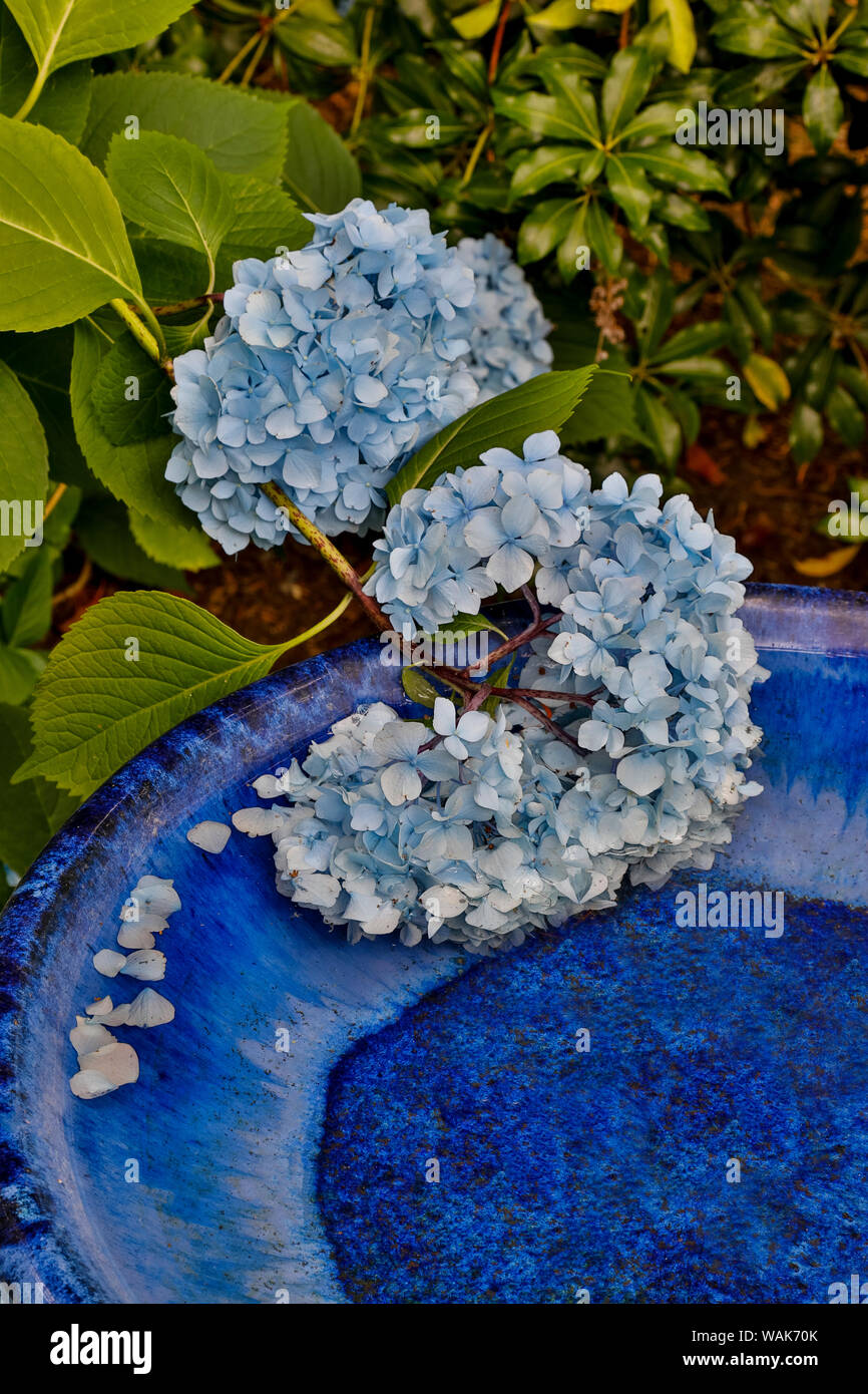 Blue hydrangea falling into blue bird bath, Sammamish, Washington State Stock Photo