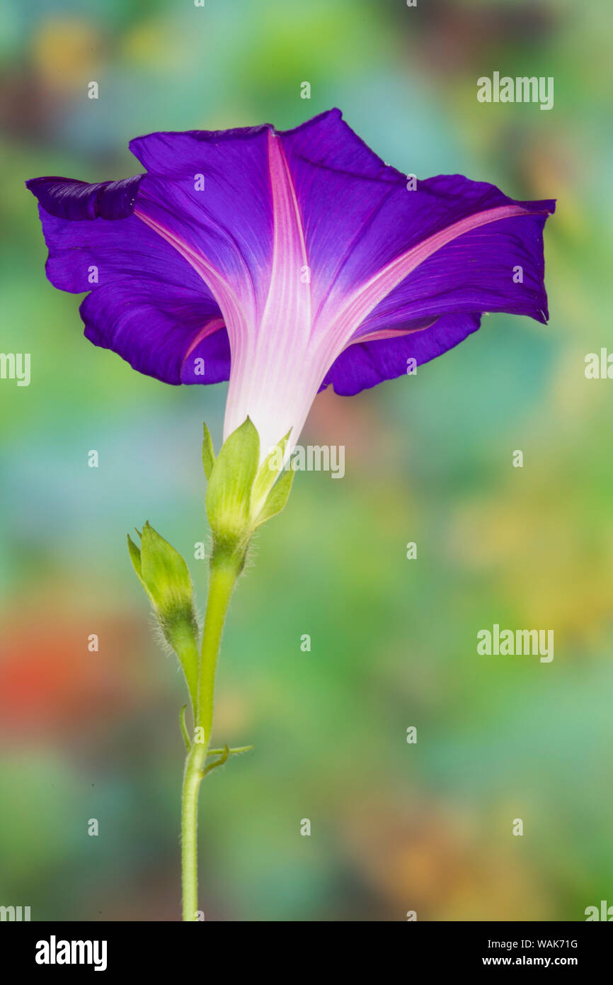 Neon colors of morning glory Stock Photo