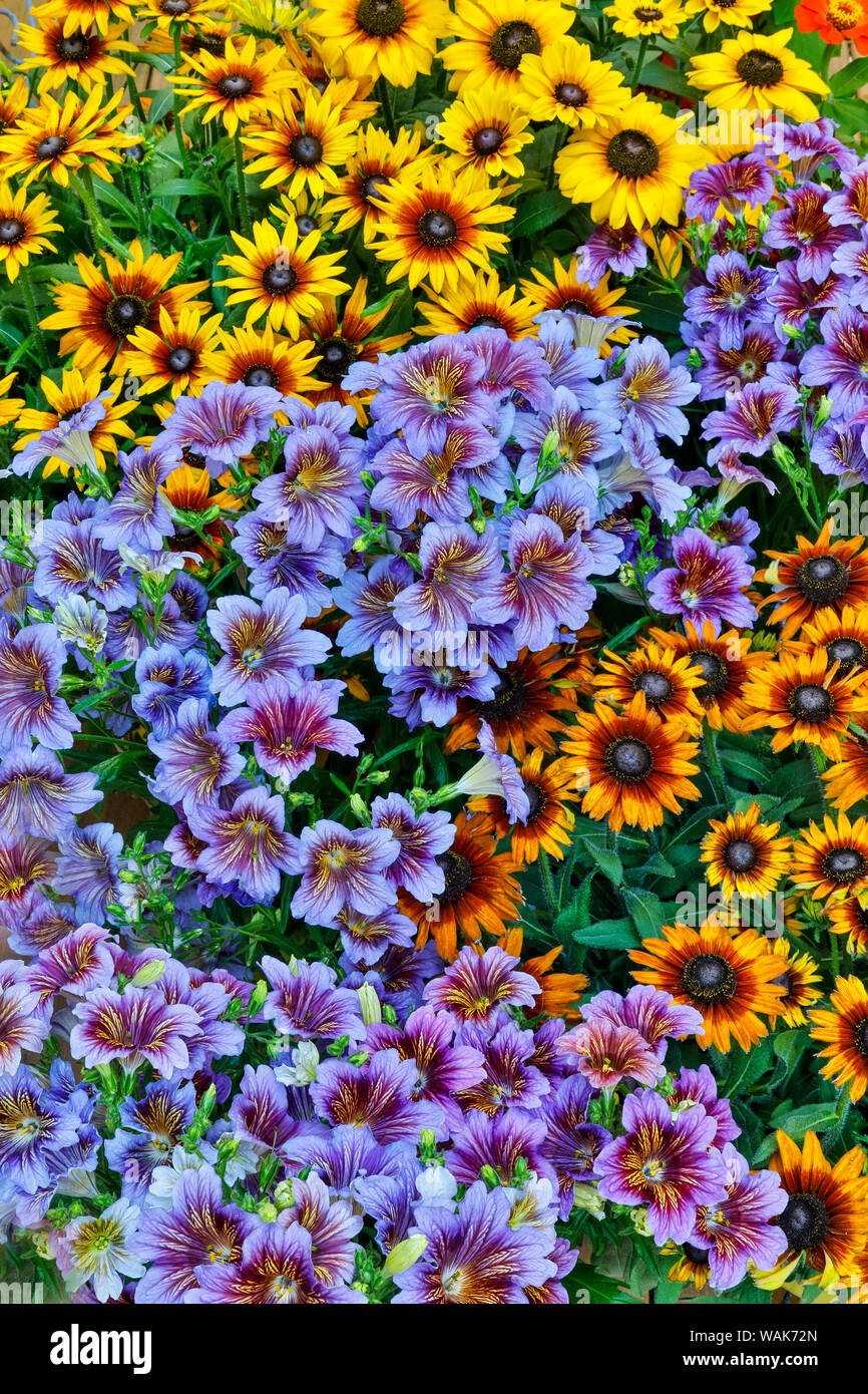 Painted tongue and hirta daisies in tight grouping Stock Photo