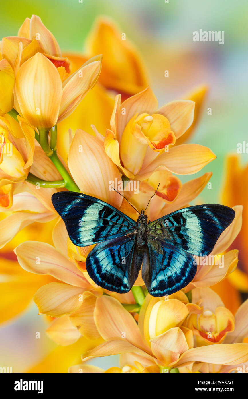 Panacea procilla tropical butterfly on large golden cymbidium orchid Stock Photo