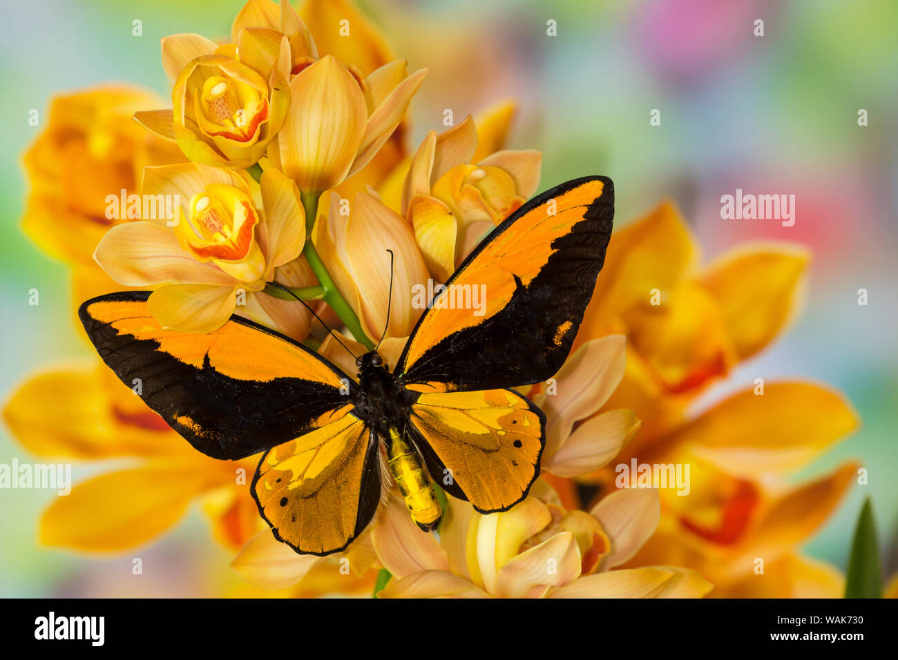 Large orange birdwing, Ornithoptera croesus, butterfly on large golden cymbidium orchid Stock Photo