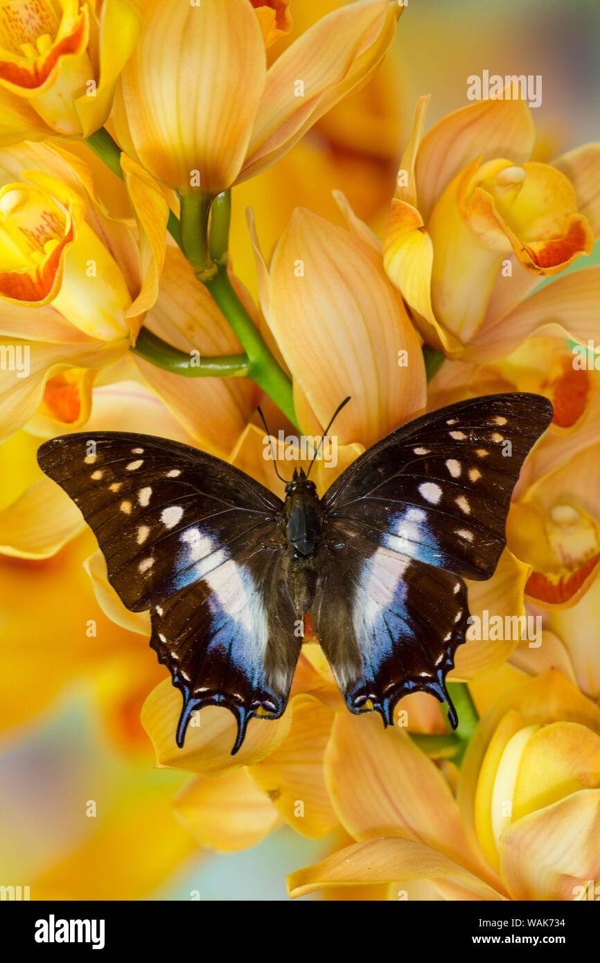Polyura cognatus tropical butterfly on large golden cymbidium orchid Stock Photo
