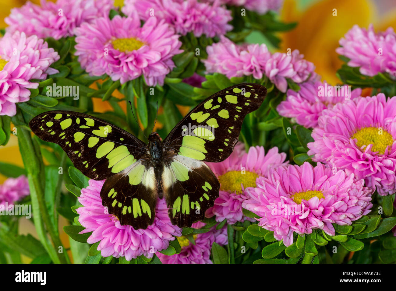 Tropical butterfly, Graphium tynderacus, on pink mums Stock Photo