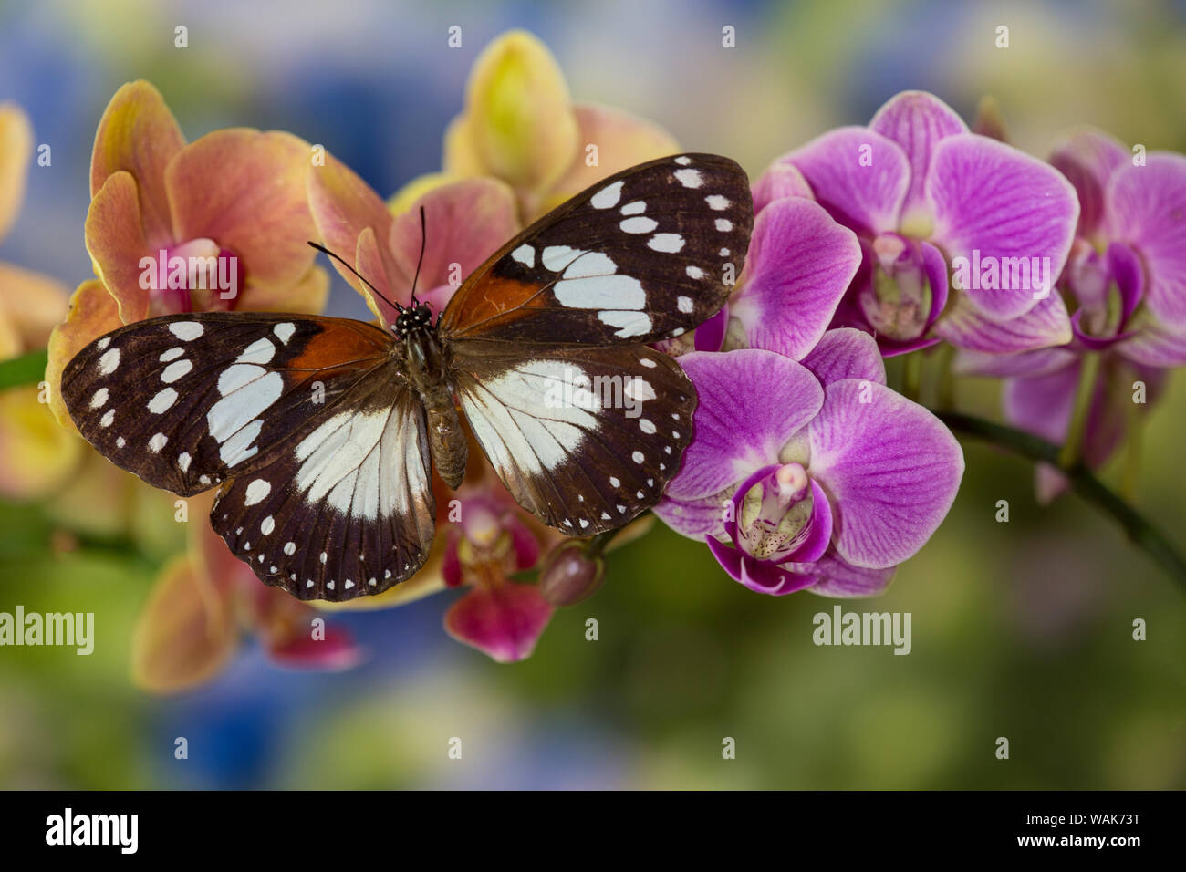 Bộ sưu tập cánh vẩy 4 - Page 24 Moth-orchid-phalaenopsis-and-tropical-butterfly-euxanthe-wakefieldi-WAK73T