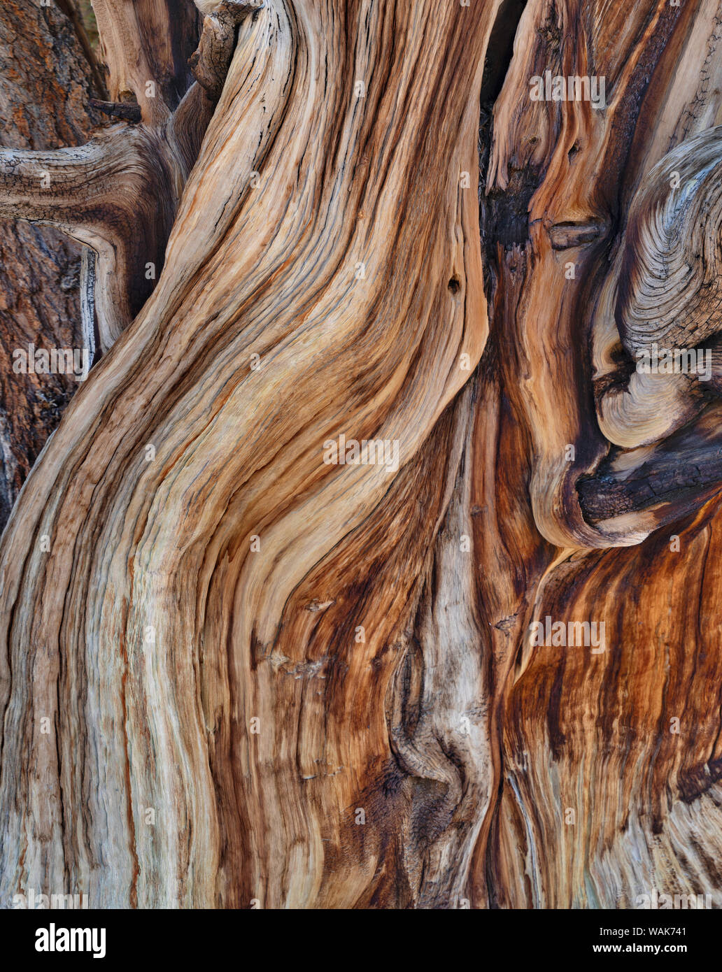 USA, Eastern Sierra, White Mountains, bristlecone pines Stock Photo
