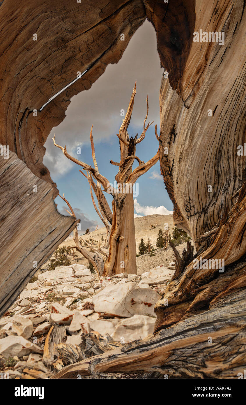USA, Eastern Sierra, White Mountains, bristlecone pines Stock Photo