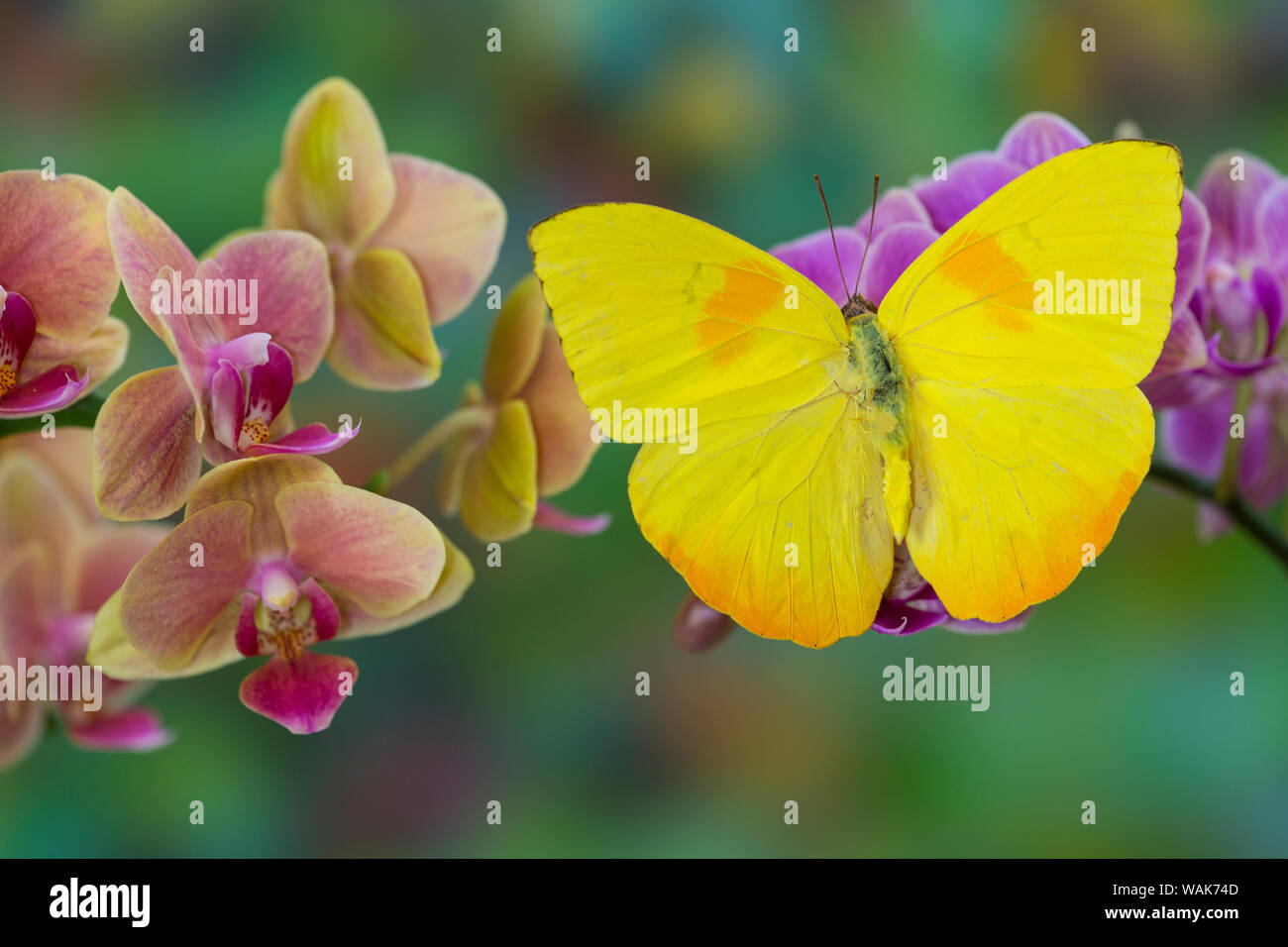 Moth orchid, Phalaenopsis and Yellow sulphur butterfly Stock Photo