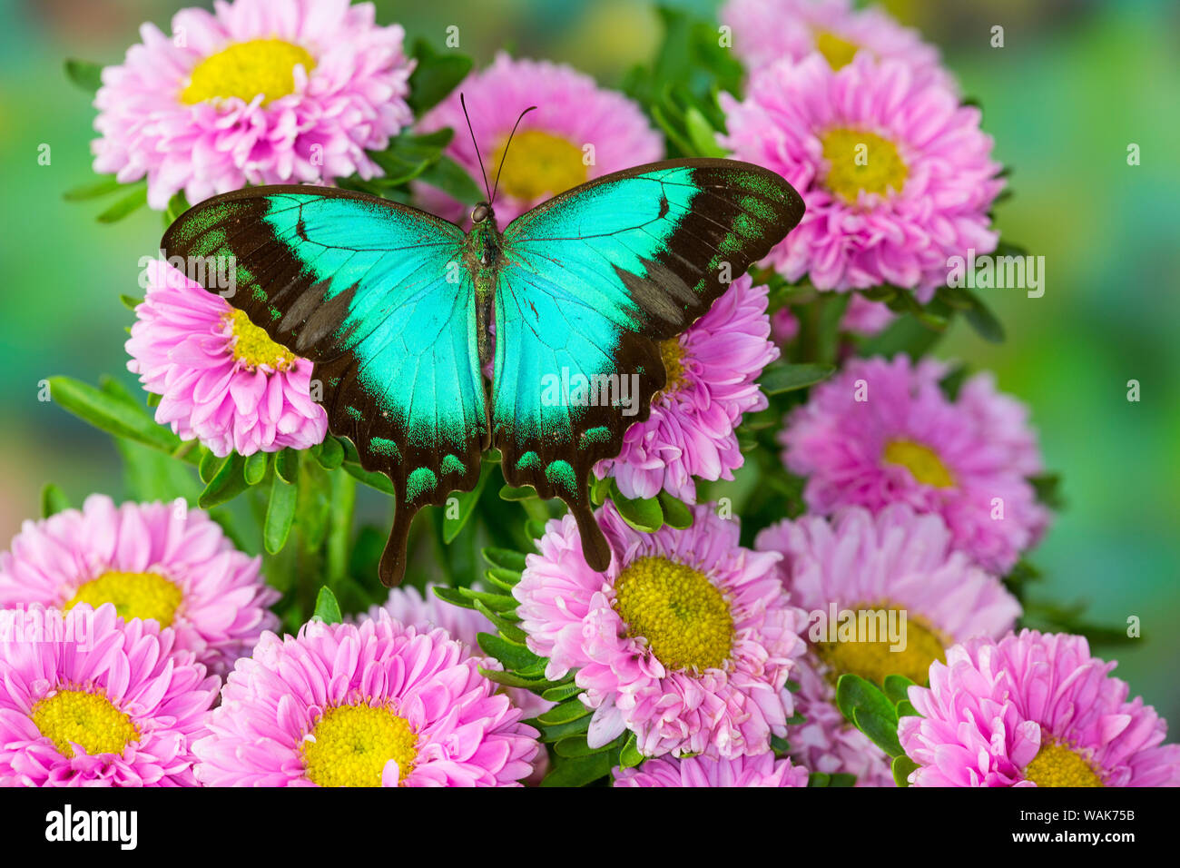 Asian tropical swallowtail butterfly Papilio larquinianus on pink flowering mums Stock Photo