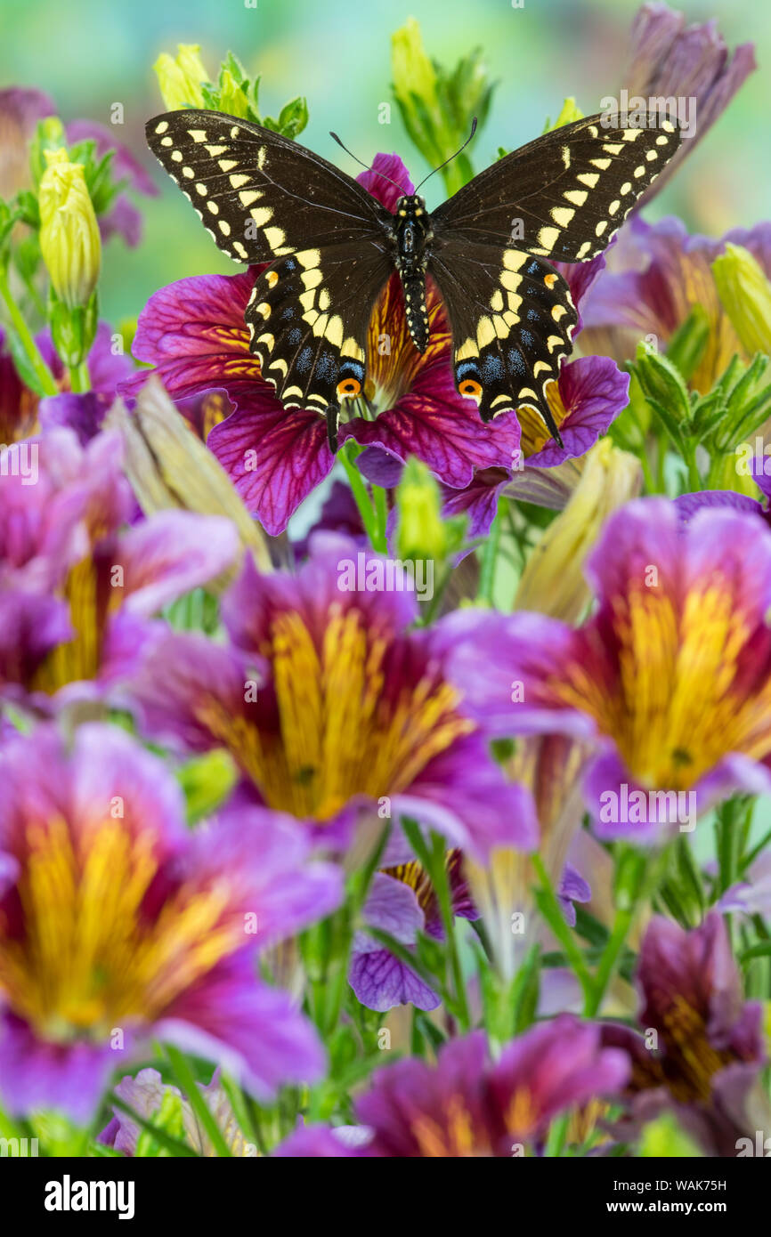 Purple painted tongue flowers with black swallowtail butterfly, Papilio polyxenes Stock Photo