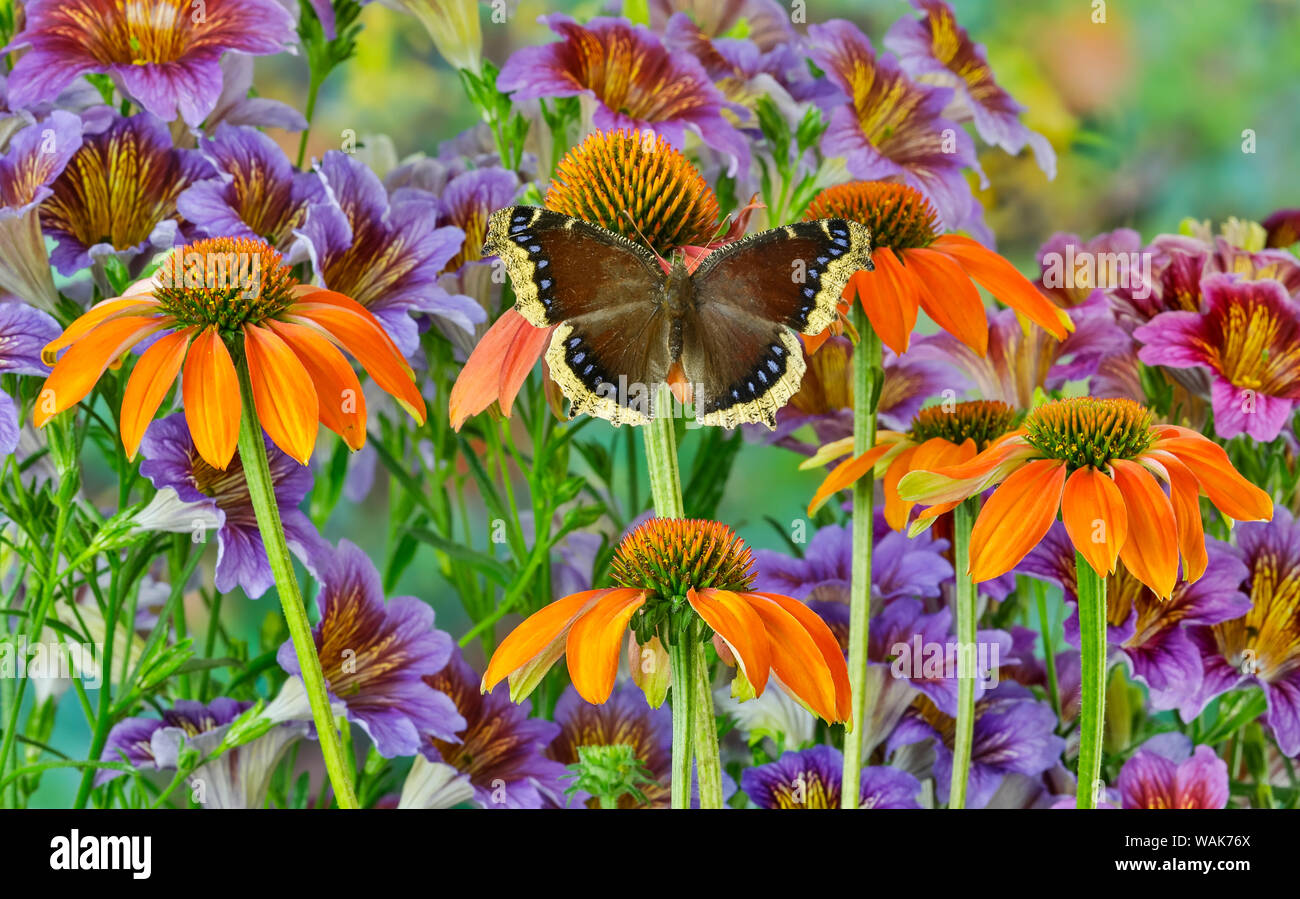 Orange coneflowers and painted tongue with resting mourning cloak butterfly Stock Photo