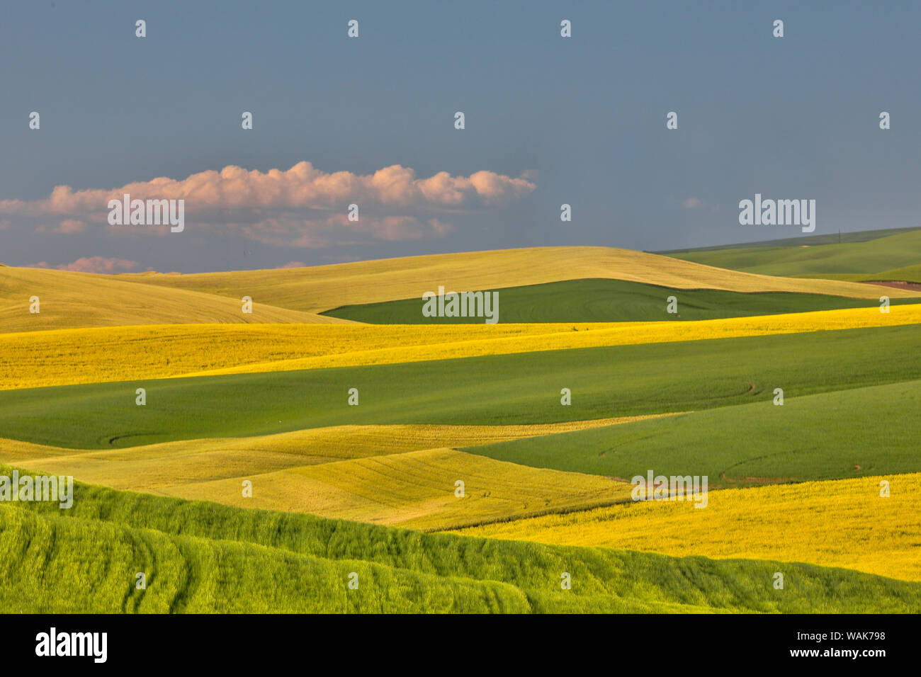Wheat and canola fields interlaced in Palouse Country of Eastern Washington Stock Photo