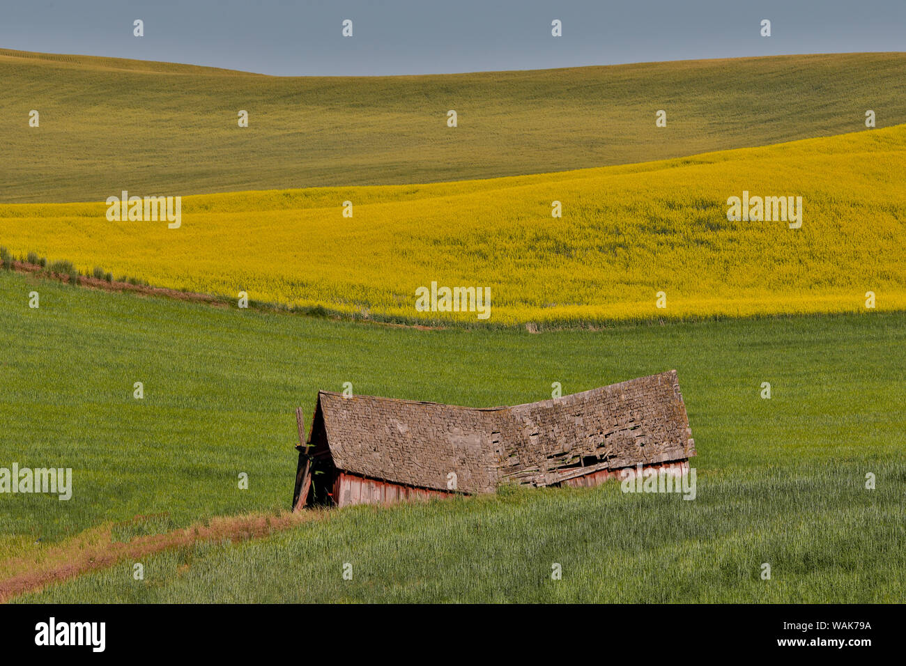Old wooden barn in field of canola on Oakesdale road in Eastern Washington Stock Photo