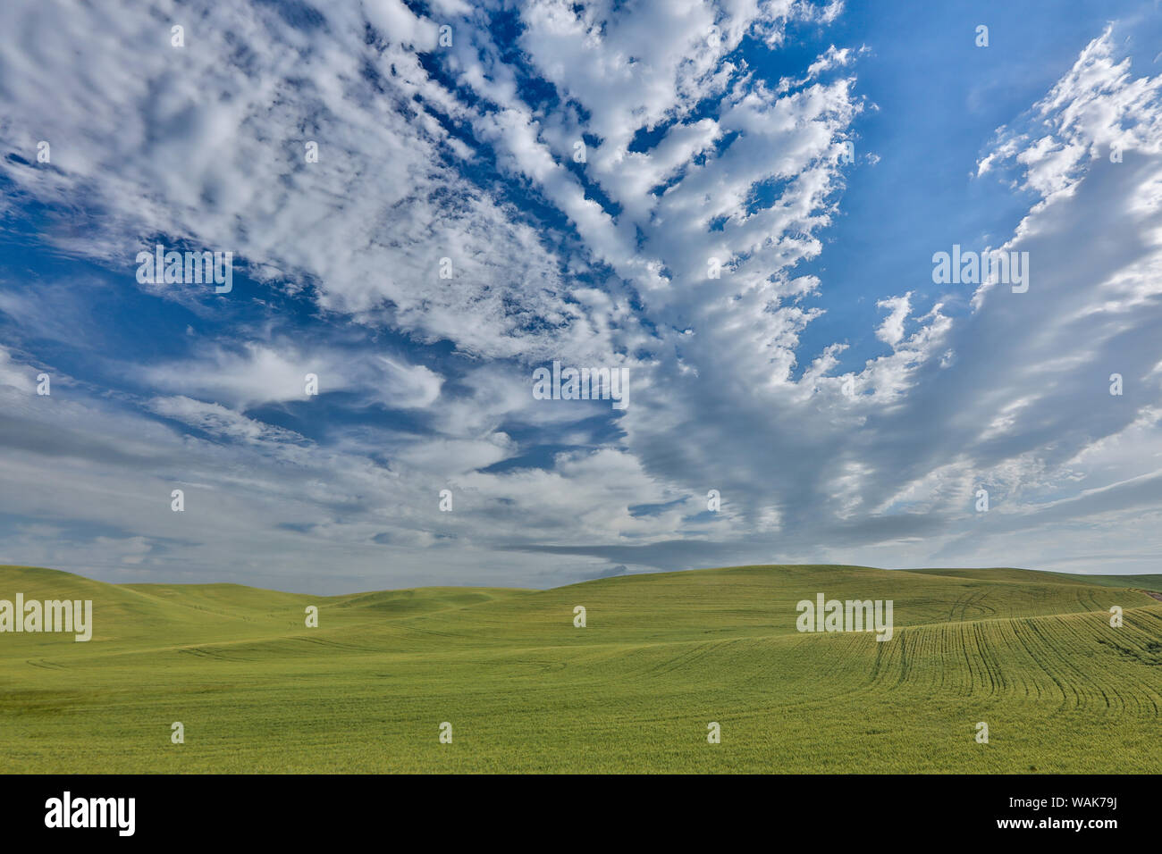 Gravel dirt road running through rolling hills planted in wheat, Eastern Washington Stock Photo