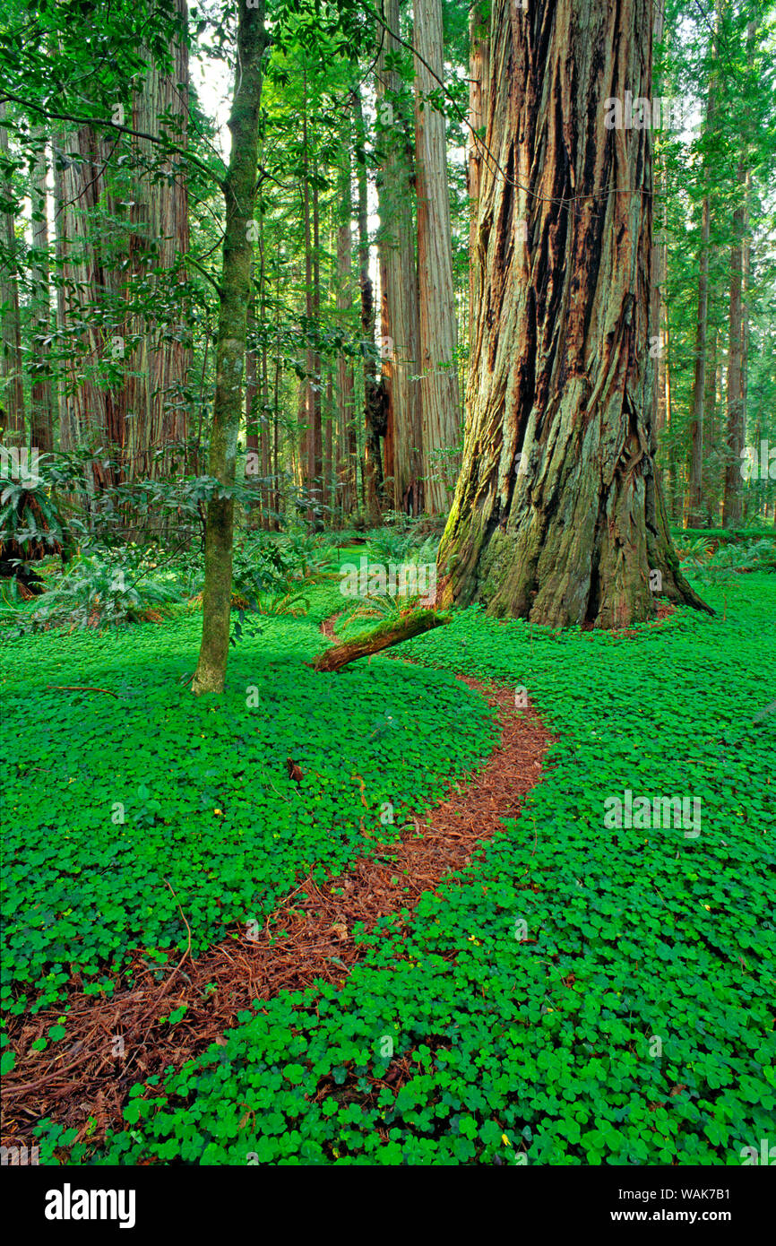 Trail through sorrel and old growth Redwoods in the Stout Grove, Jedediah  Smith Redwoods State Park, Redwood National Park, California, USA Stock  Photo - Alamy