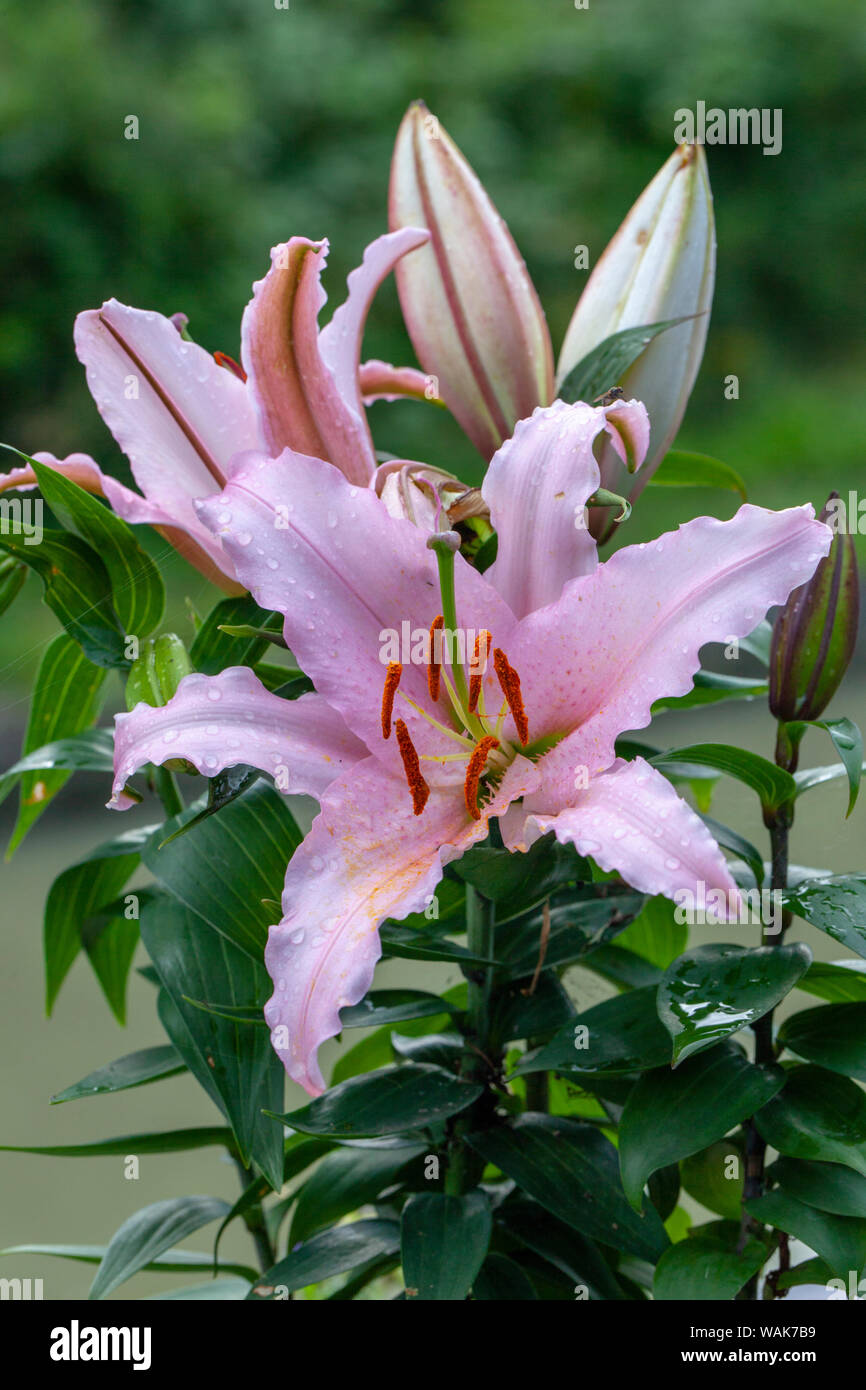 Pink Lily lillies, blooming.Symbolizing humility and devotion, lilies ...