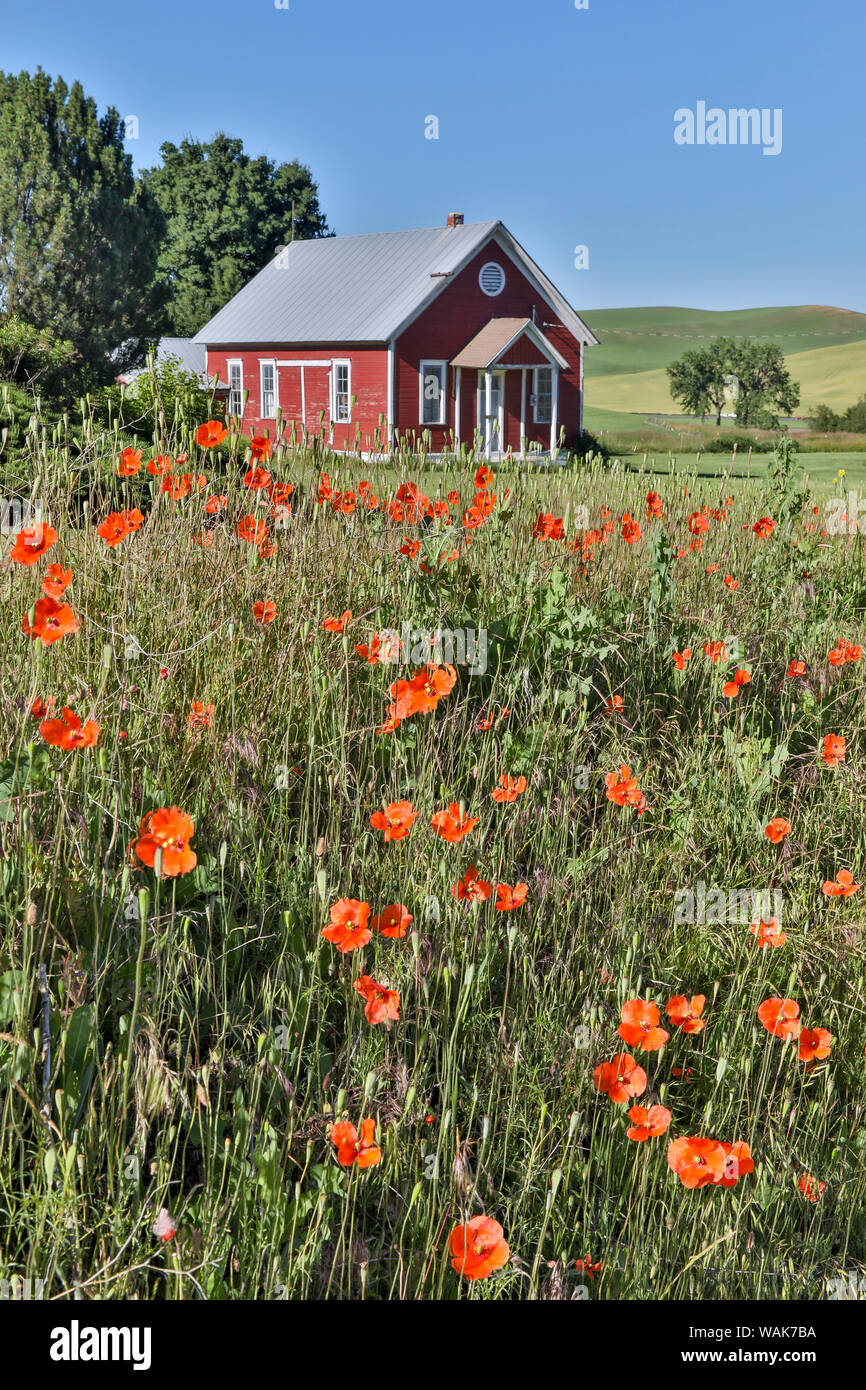 Old red school house with foreground with red and orange poppies near Colfax, Eastern Washington Stock Photo