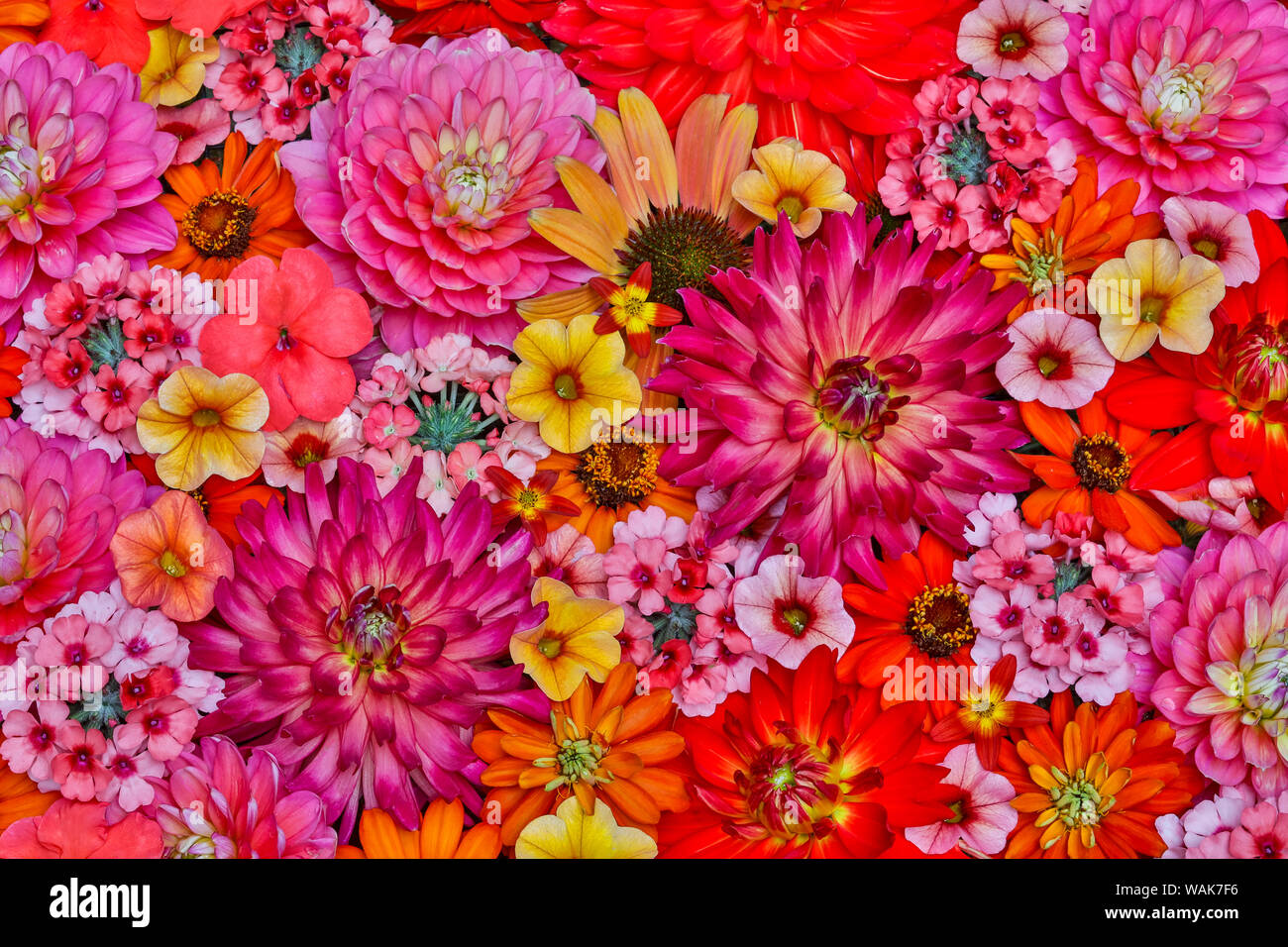 Flower pattern with large group of flowers, Sammamish, Washington State