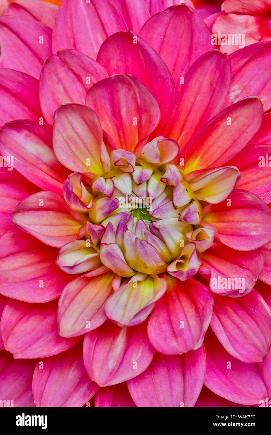 Close-up of pink Dahlia Stock Photo