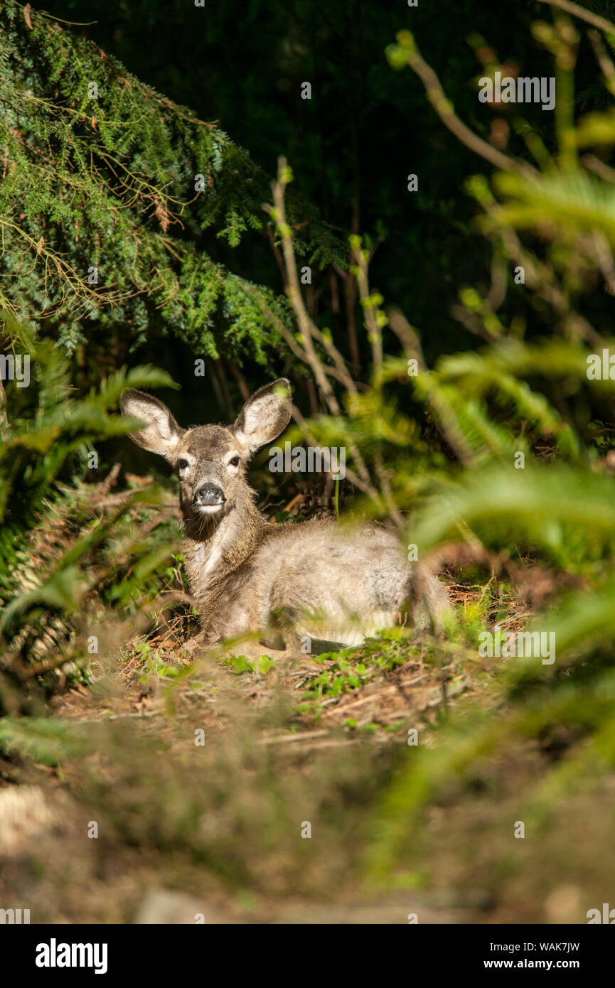 Issaquah, Washington State, USA. Mule deer fawn resting in a forest. Stock Photo