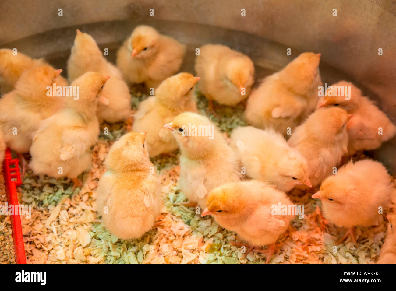 Buff Orpington chicks huddled together under a heat lamp Stock Photo