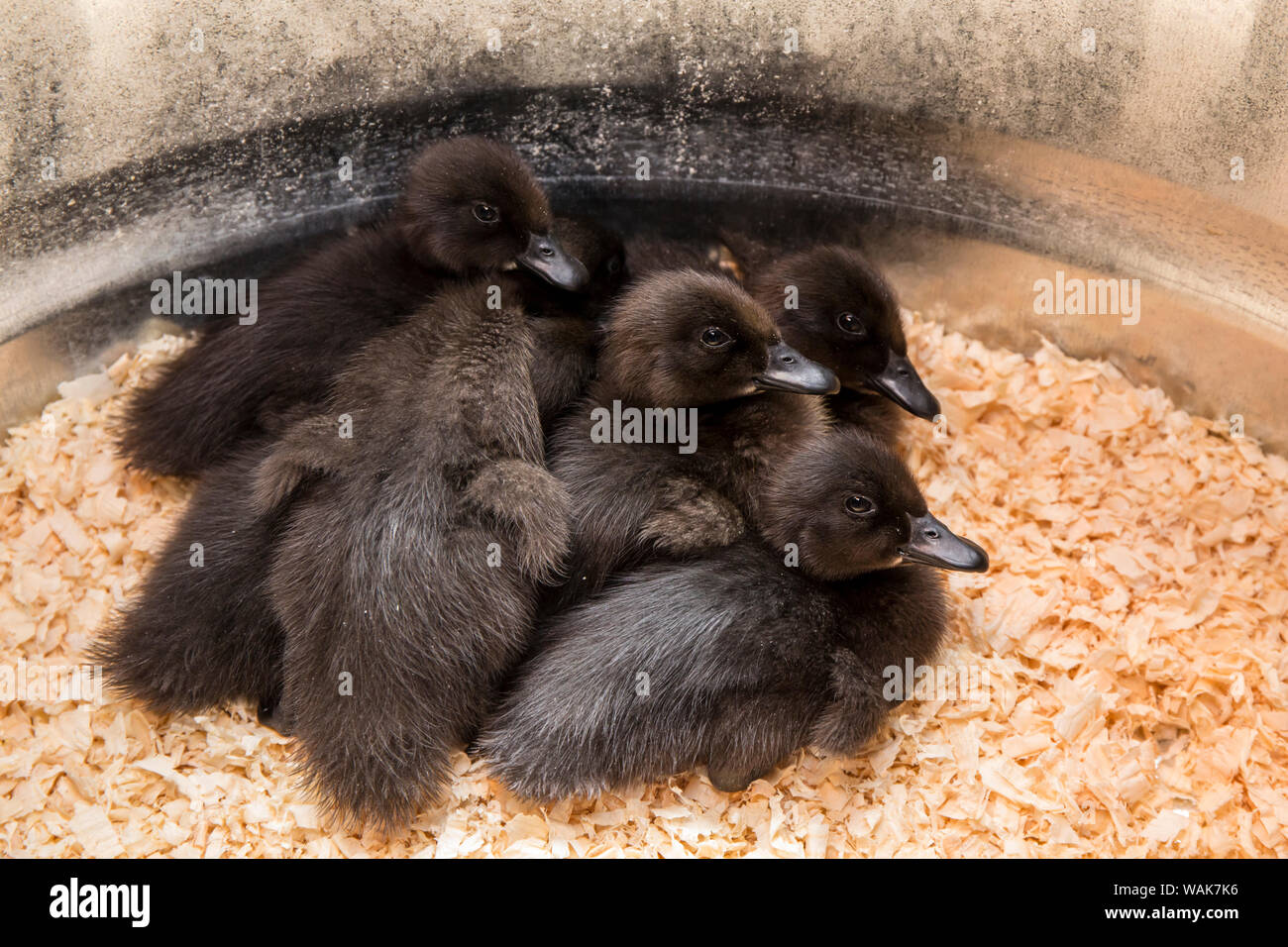 Cayuga ducklings huddled together under a heat lamp for warmth Stock