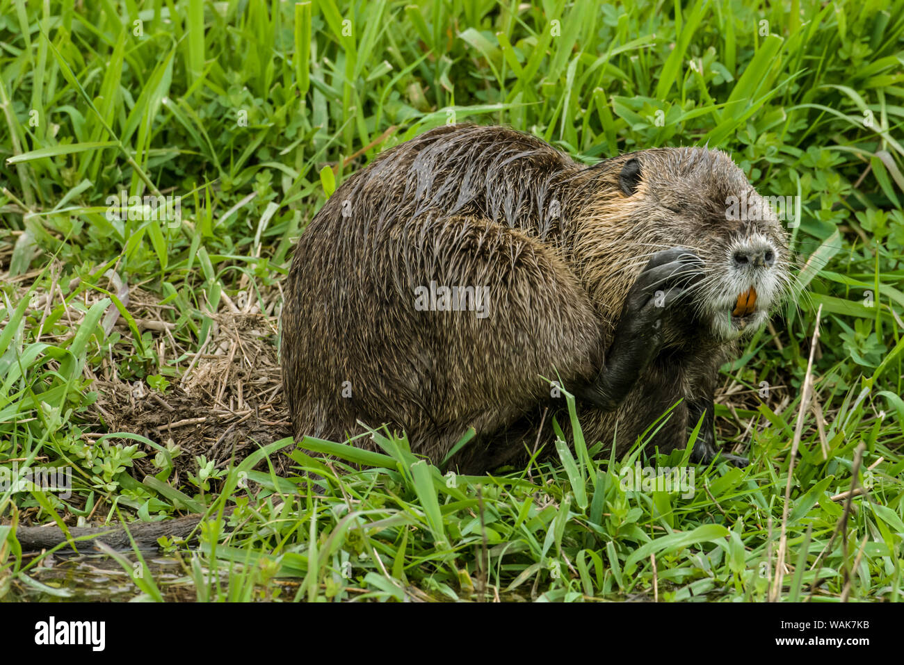 Ridgefield, Washington State, USA. Nutria scratching in Ridgefield National  Wildlife Refuge. Coypu, also known as the river rat or nutria, is a large,  omnivorous, semi-aquatic rodent Stock Photo - Alamy