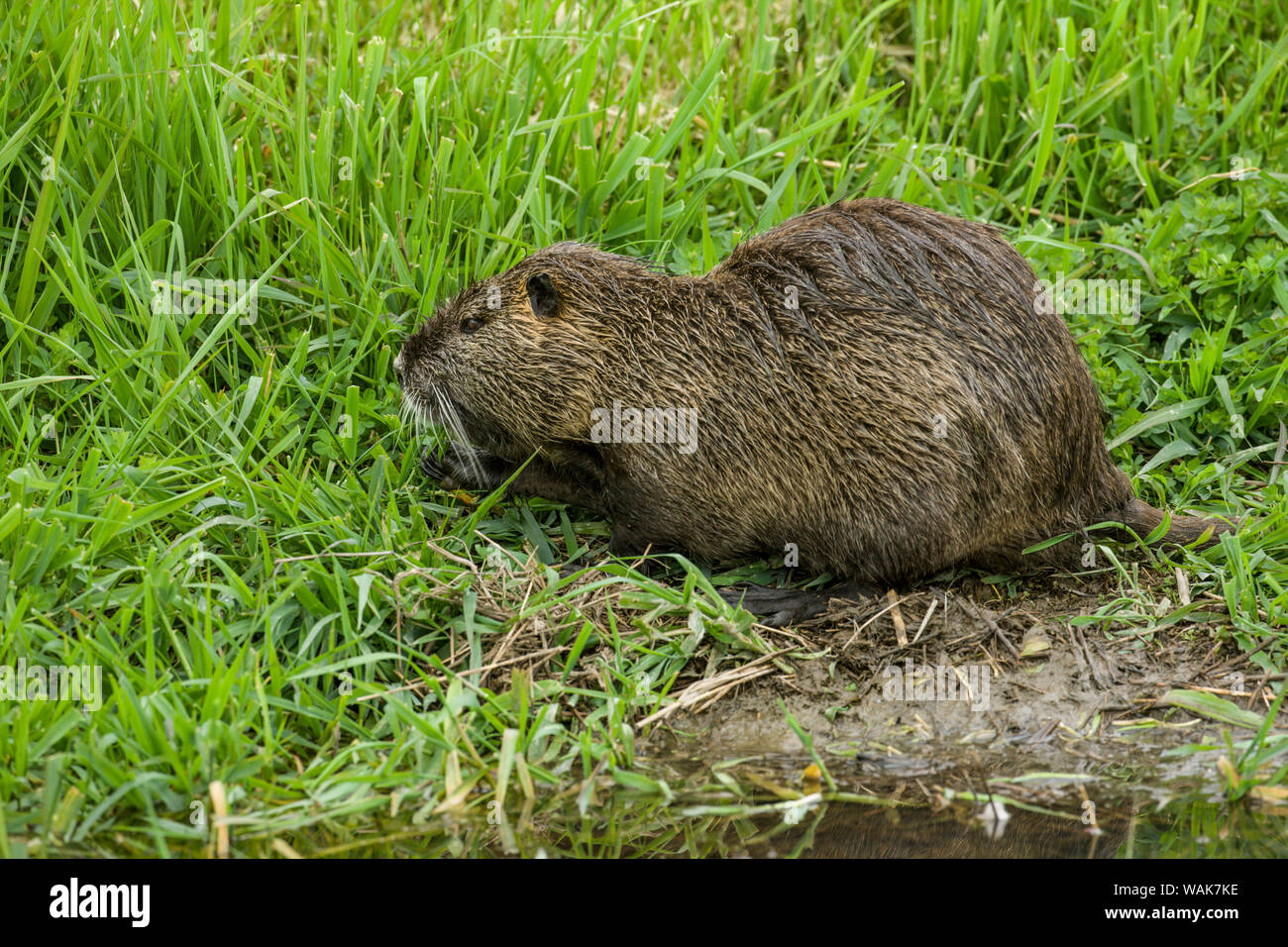 Ridgefield, Washington State, USA. Nutria in Ridgefield National Wildlife Refuge. Coypu, also known as the river rat or nutria, is a large, omnivorous, semi-aquatic rodent. Stock Photo