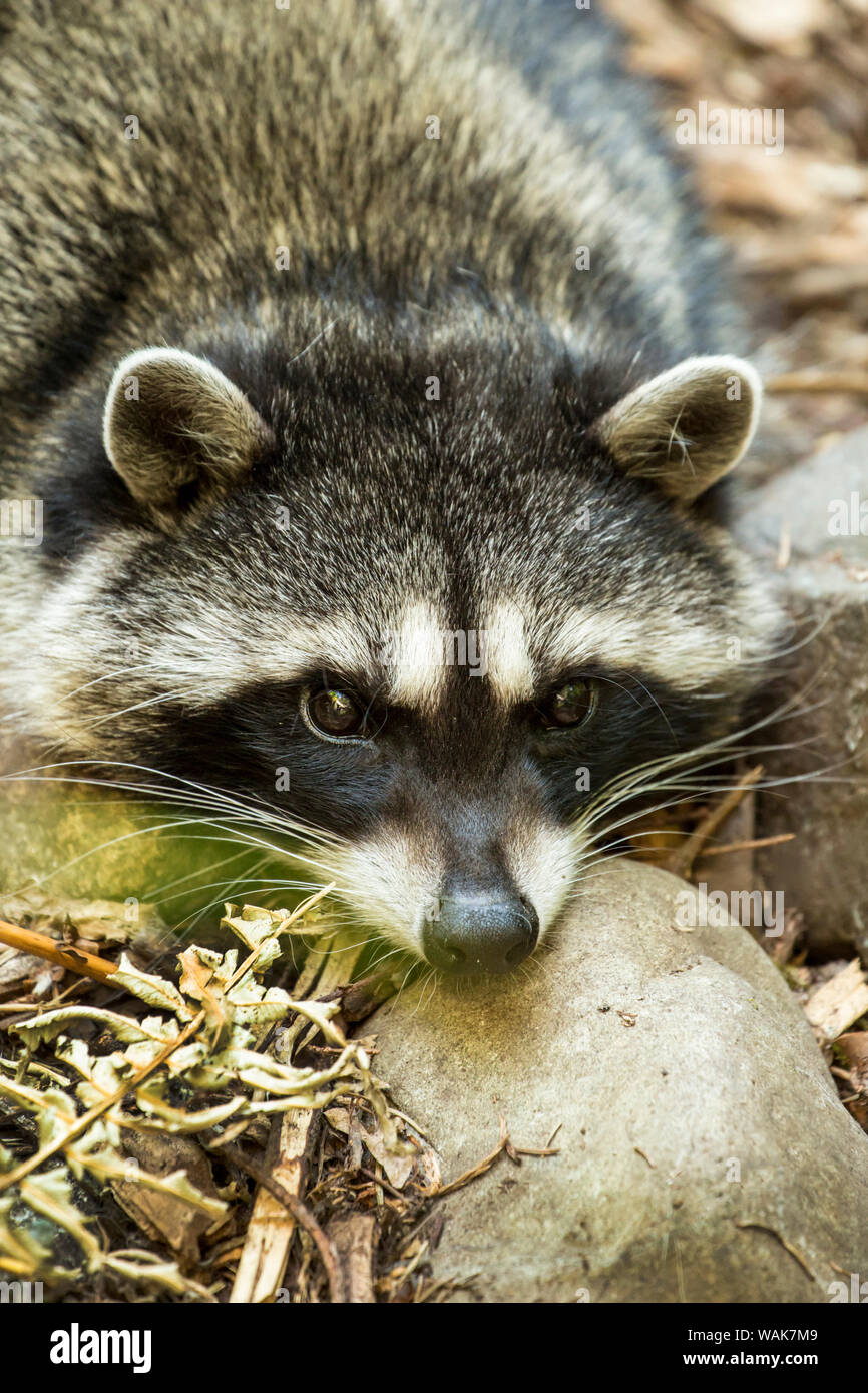Eatonville, Washington State, USA. Sleepy northern raccoon at Northwest